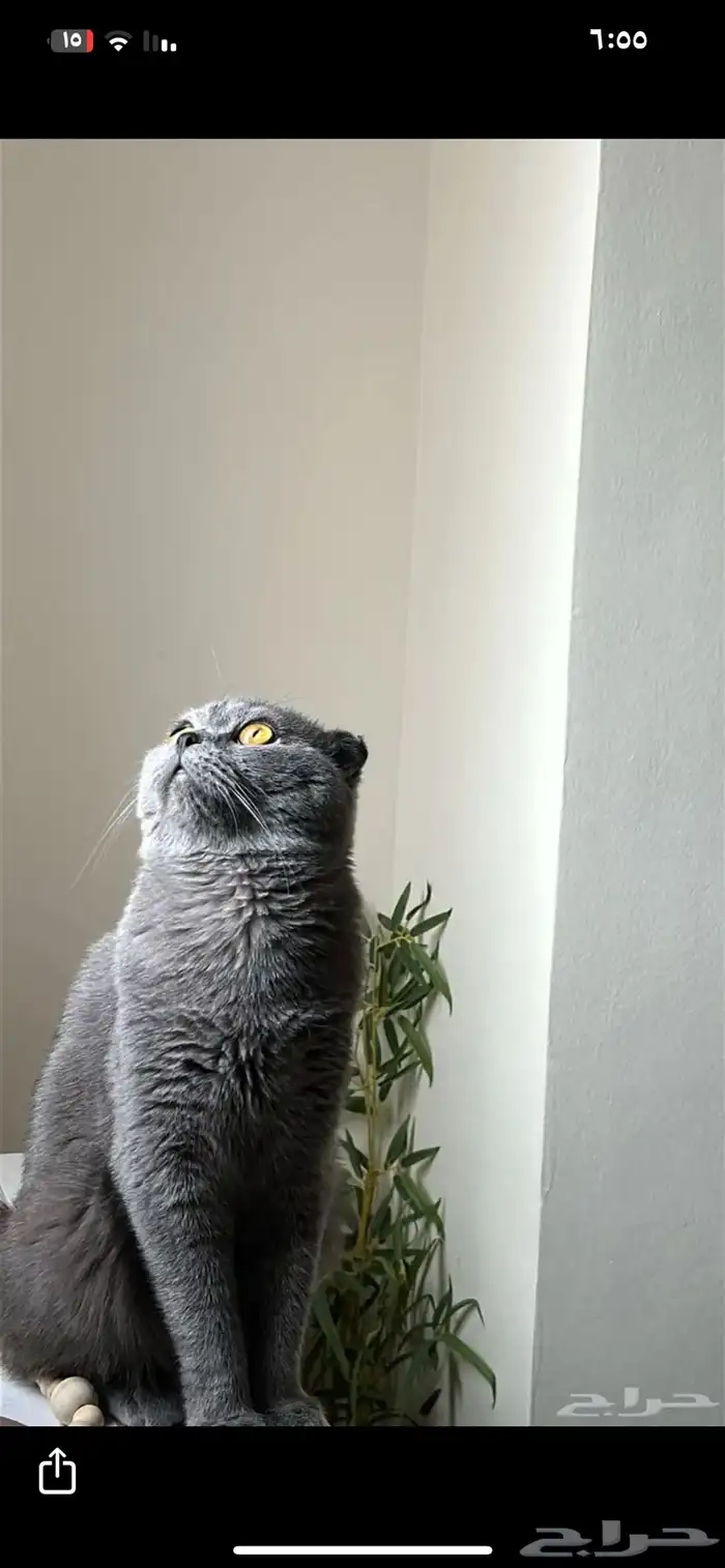 قط سكوتش طالب لزواج ذكر 1