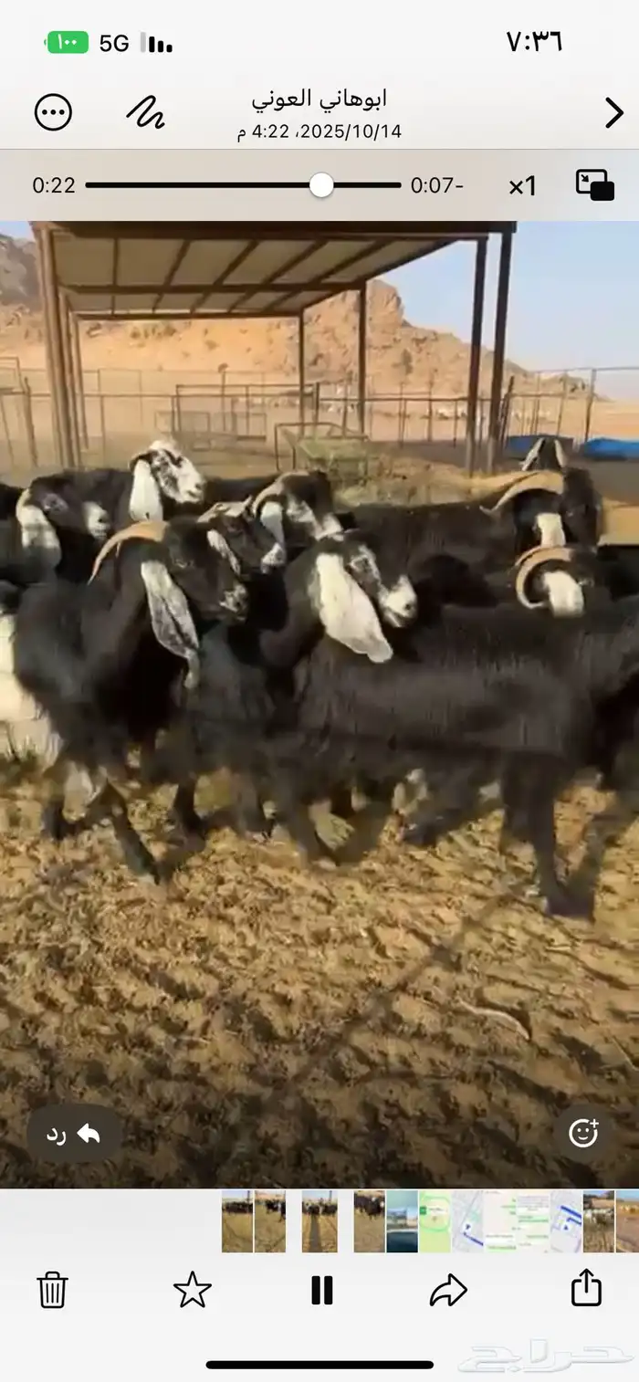 للبيع معزاء عوارض 0