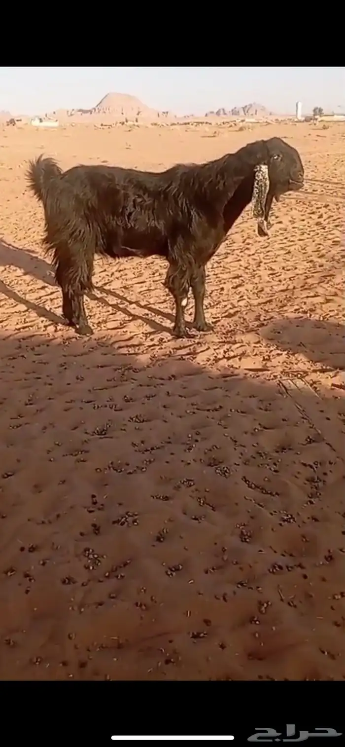 تيس شامي 0