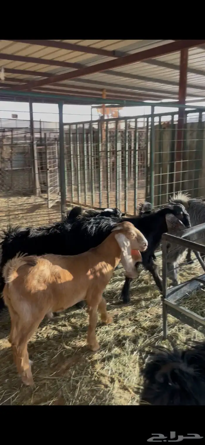 6 تيوس ذبايح طيبة 1