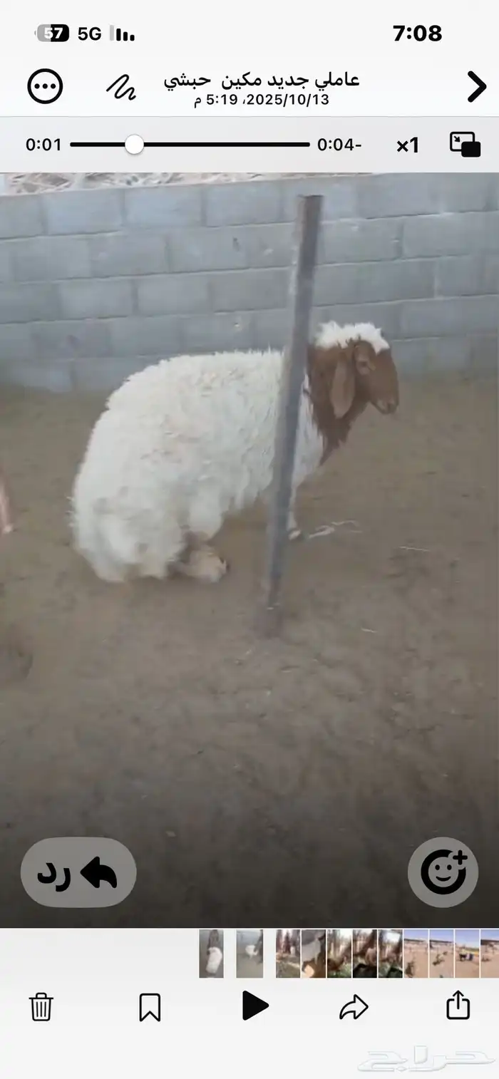 للبيع جذعات نعيم طيبات ثمان إلى تسع شهور 3