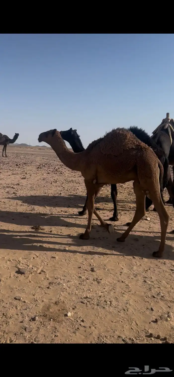 حشو لبانيه تحت امهاتها ترضع الحليب وتسرح 7