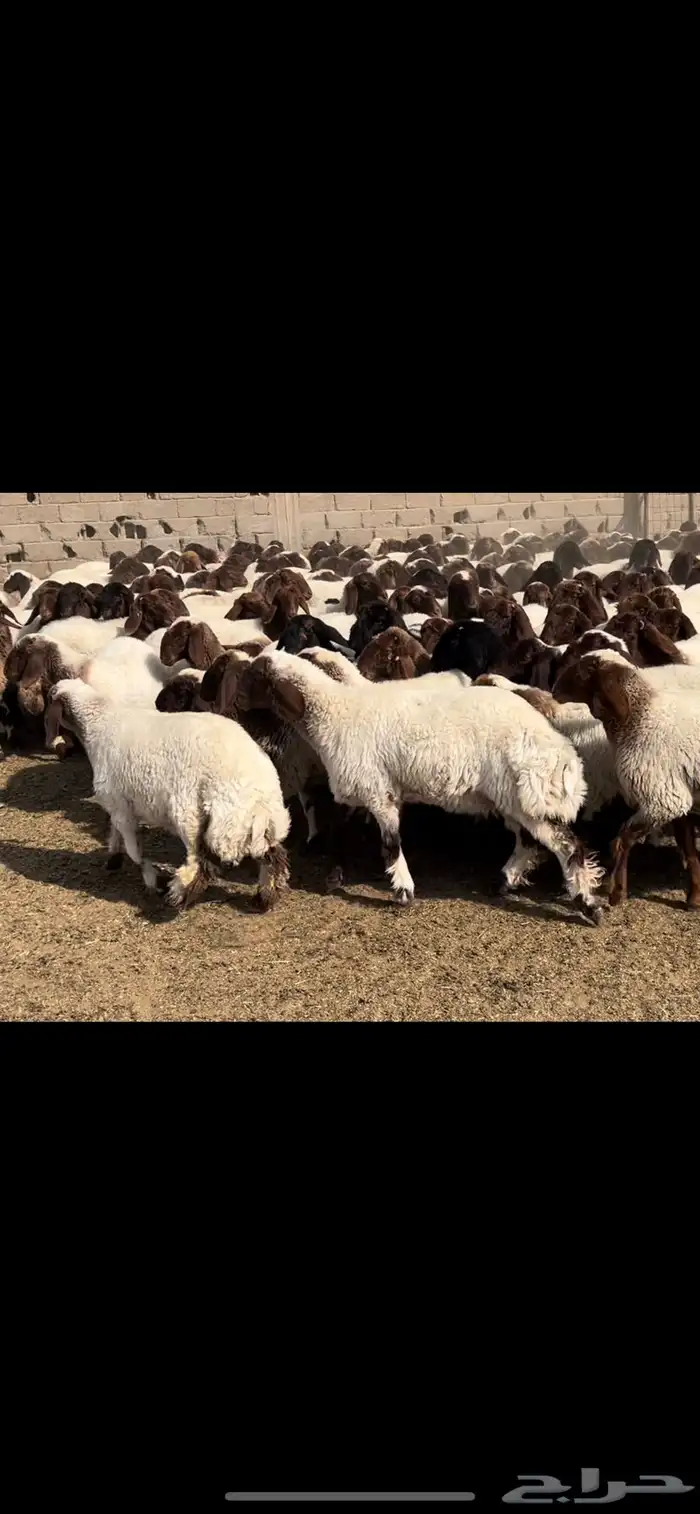 جذعات نعيم مقاني 3