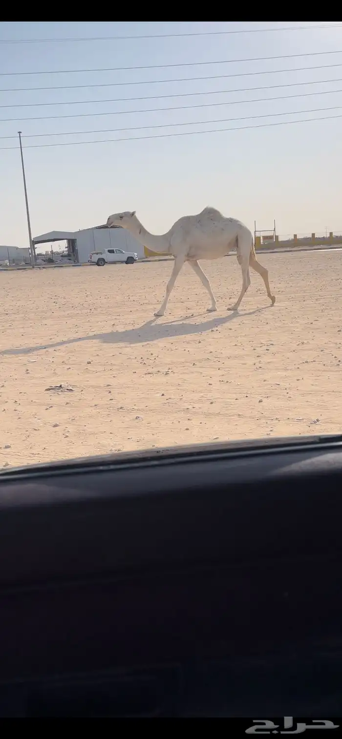 لقحه كفووو 0