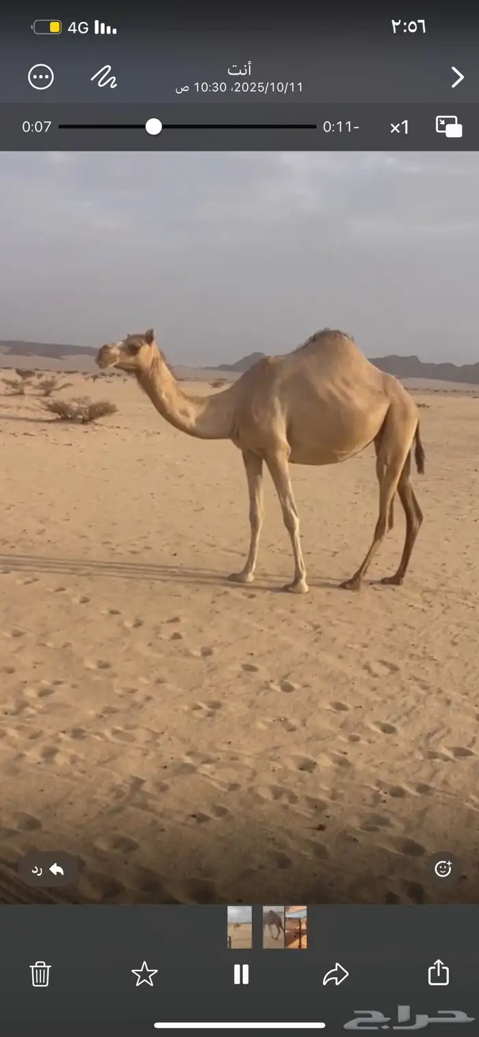 لقحه بثالثها على بعير سابق في الرمز 2في يبرين 4على السياره 0