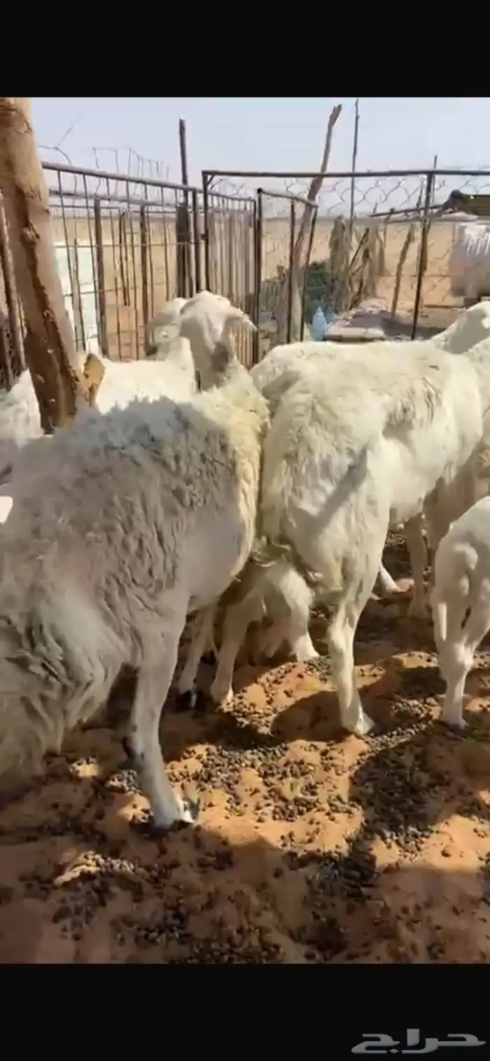 حريات 5 معها 6 3