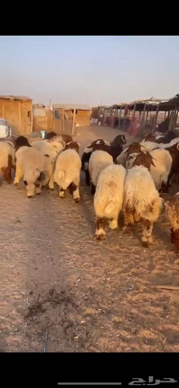 ذبايح نعيم نجدي سواكن شامل خدمه ذبح وتوصيل 8