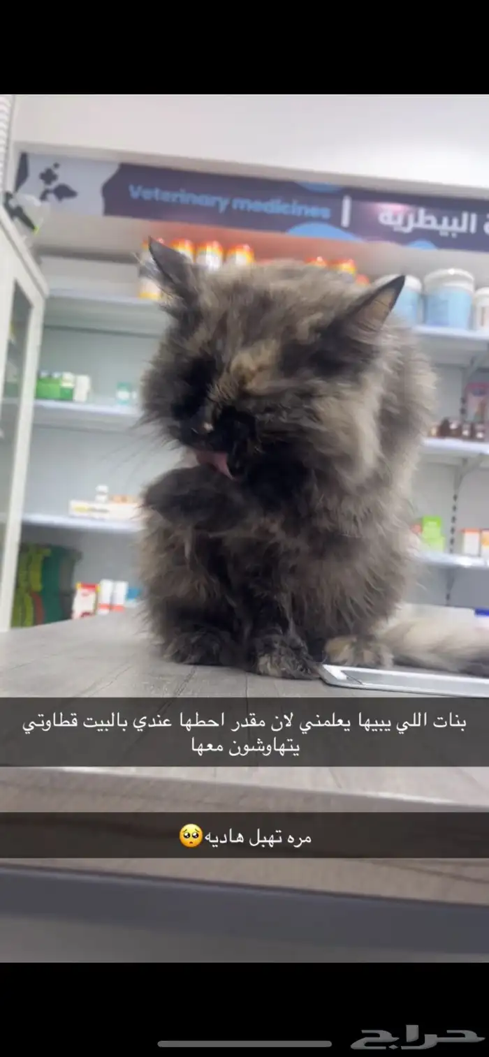 قطه للتبني شيرازي 3