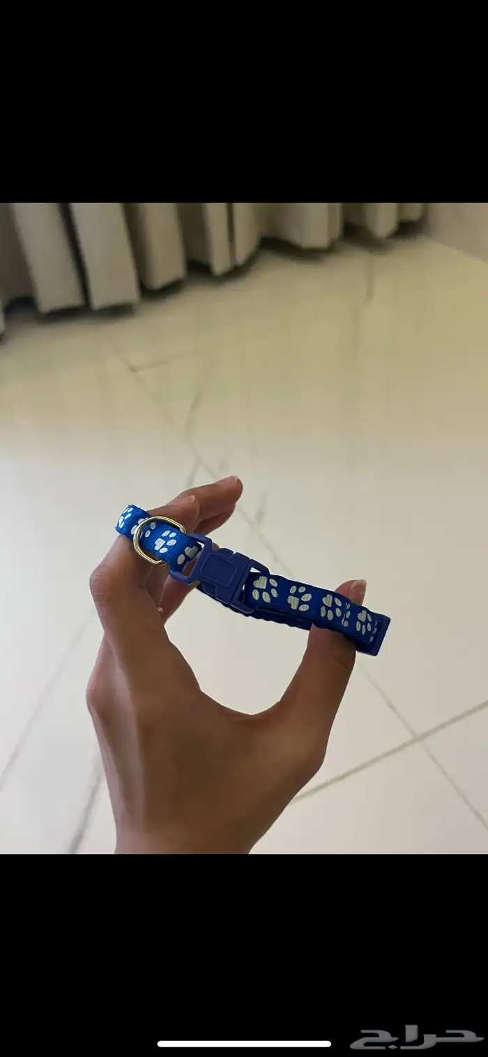 قطه سكوتش فولد للتبني بمستلزماتها 7