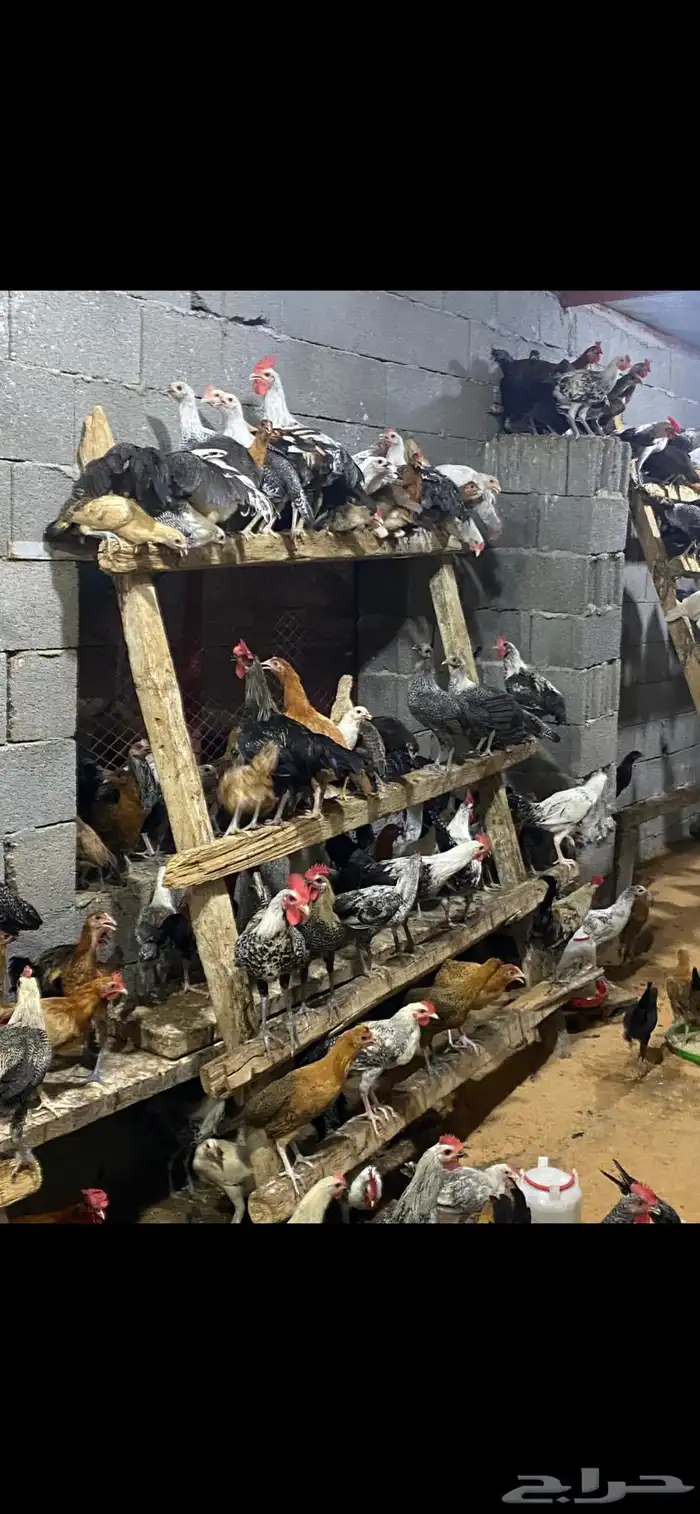دجاج مشكل بلدي فيومي تركي لقمان 12