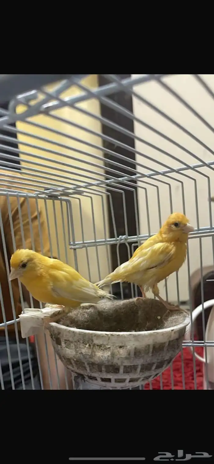 جوز كناري منتج 1