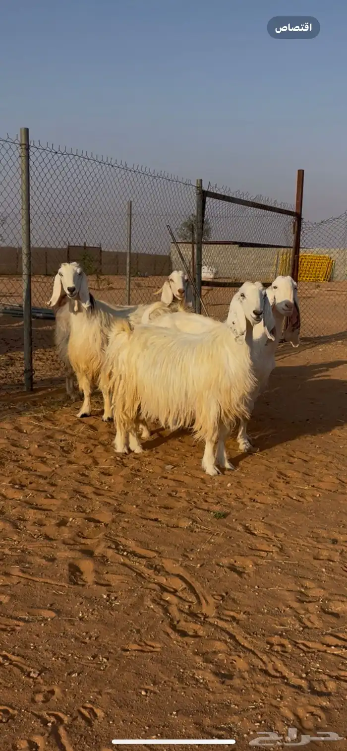 معزاء عدد 4 0