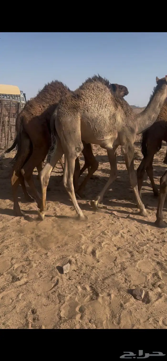 حشو لبانيه تحت امهاتها ترضع الحليب وتسرح 2