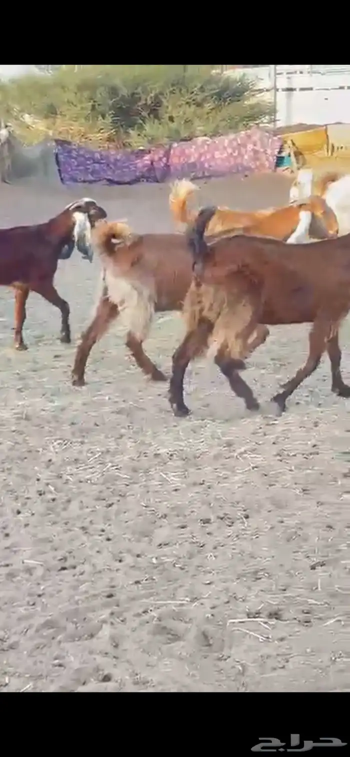 اربع معزا هولنديات جذعات بالفحل 3