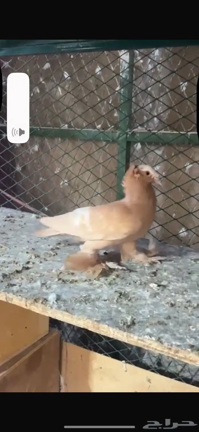 جوز جابنيز وذكر ساكسن للبيع 2