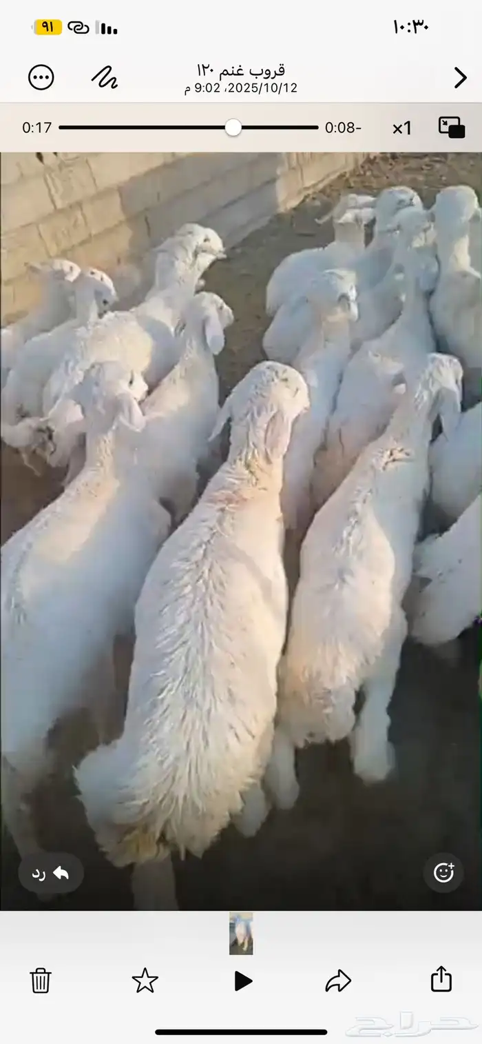 بهم حري ونجدي 0