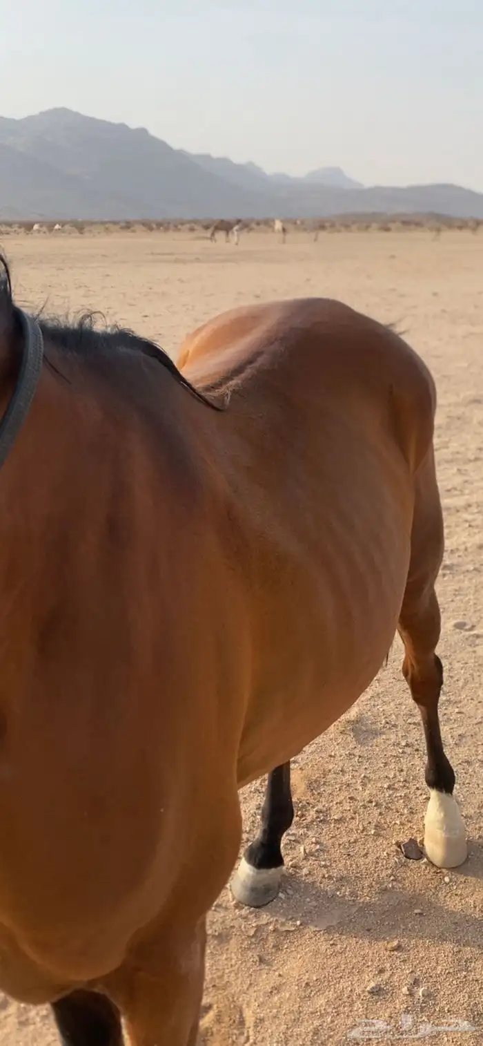 حصان معسوف و على اصوت 3