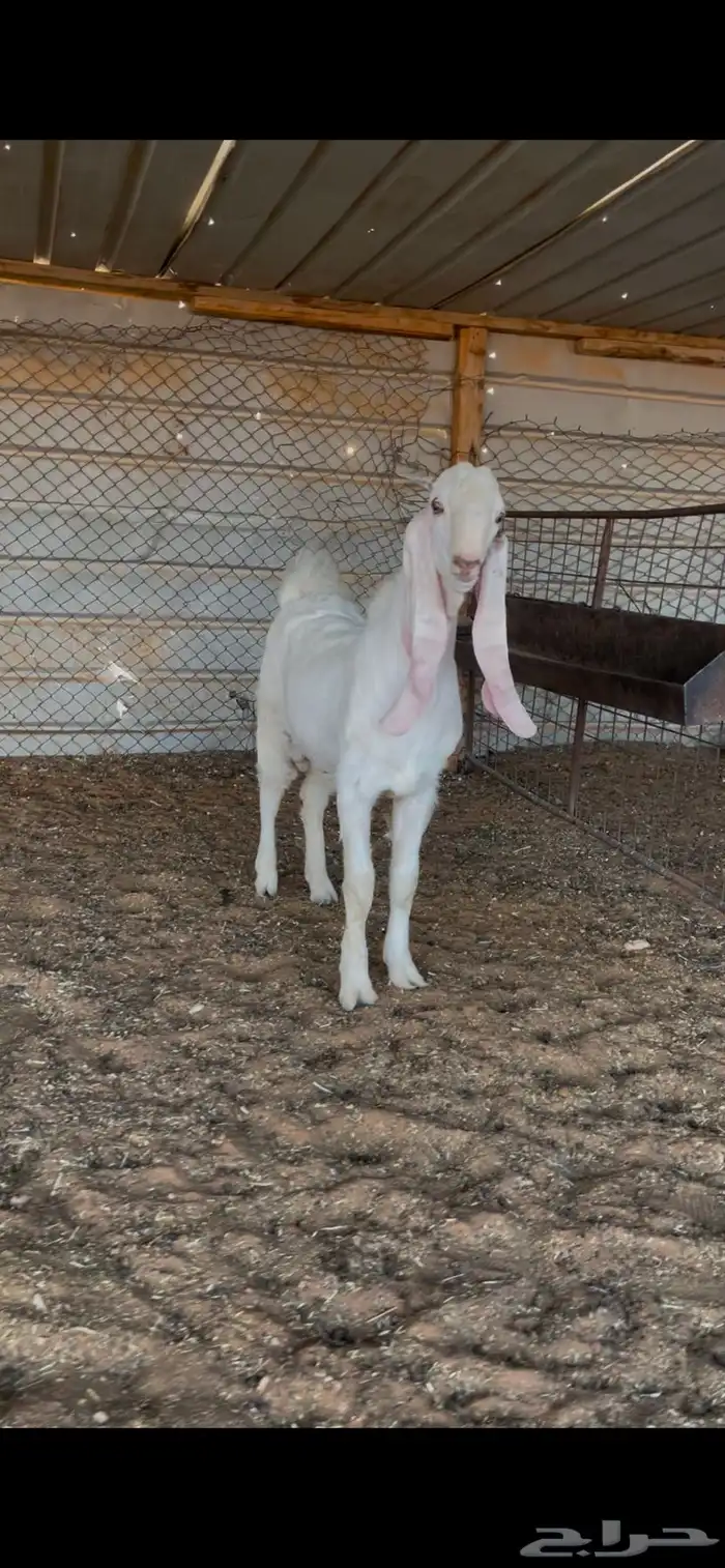 تيس مطور فاخر 0