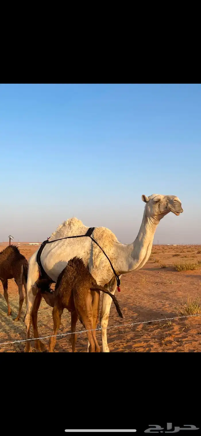 ناقه طيبه جدا بس حاله وسط من قل العلف ضروبه بايعه ولدها 0