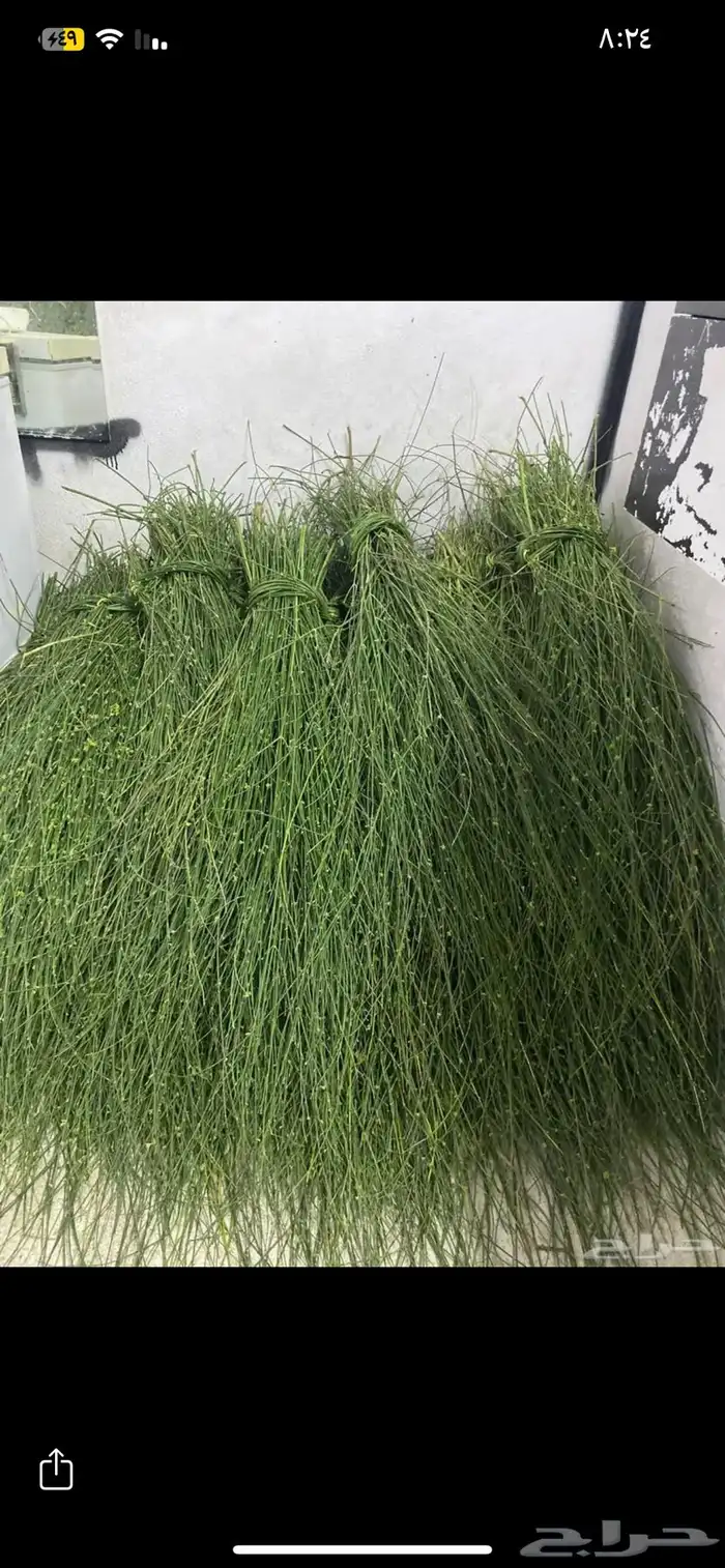 مرخ وسلع اخضر 0