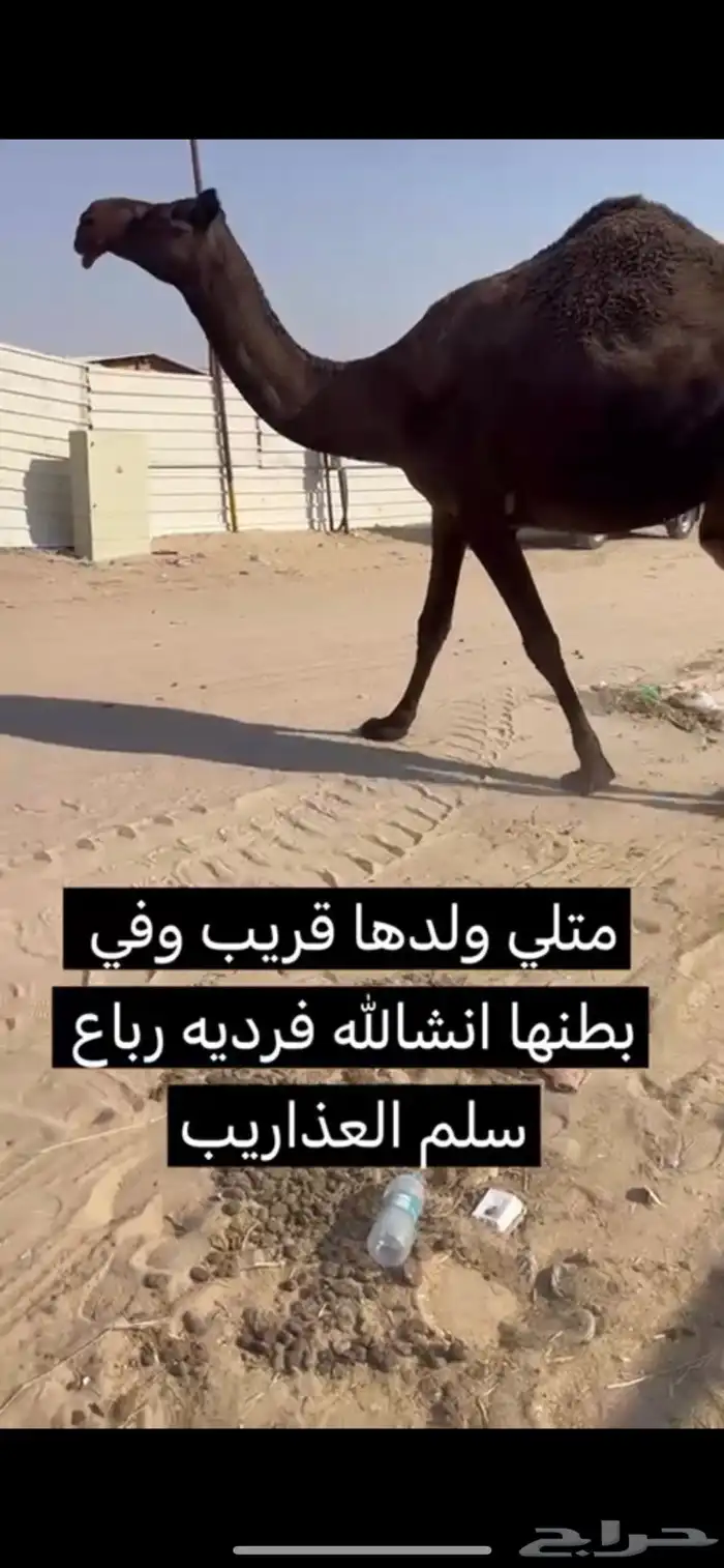 مجهم لقحه متلي مقرب 1