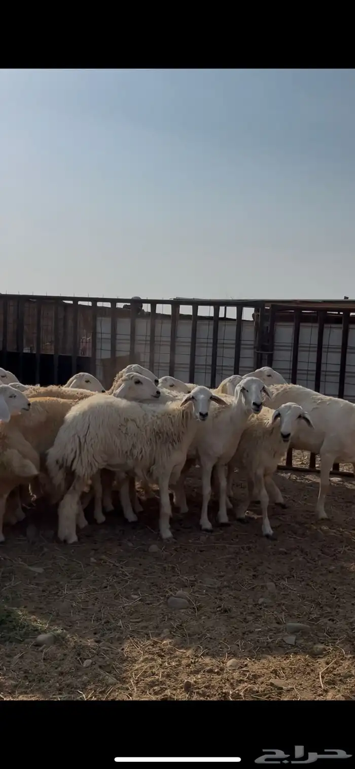 رخال صنف حرش جذعات 1