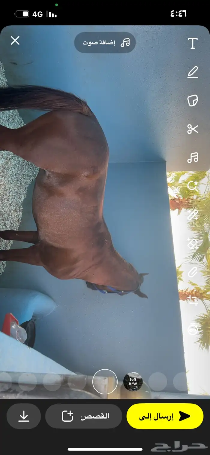 خيل شعبي شيخ 2