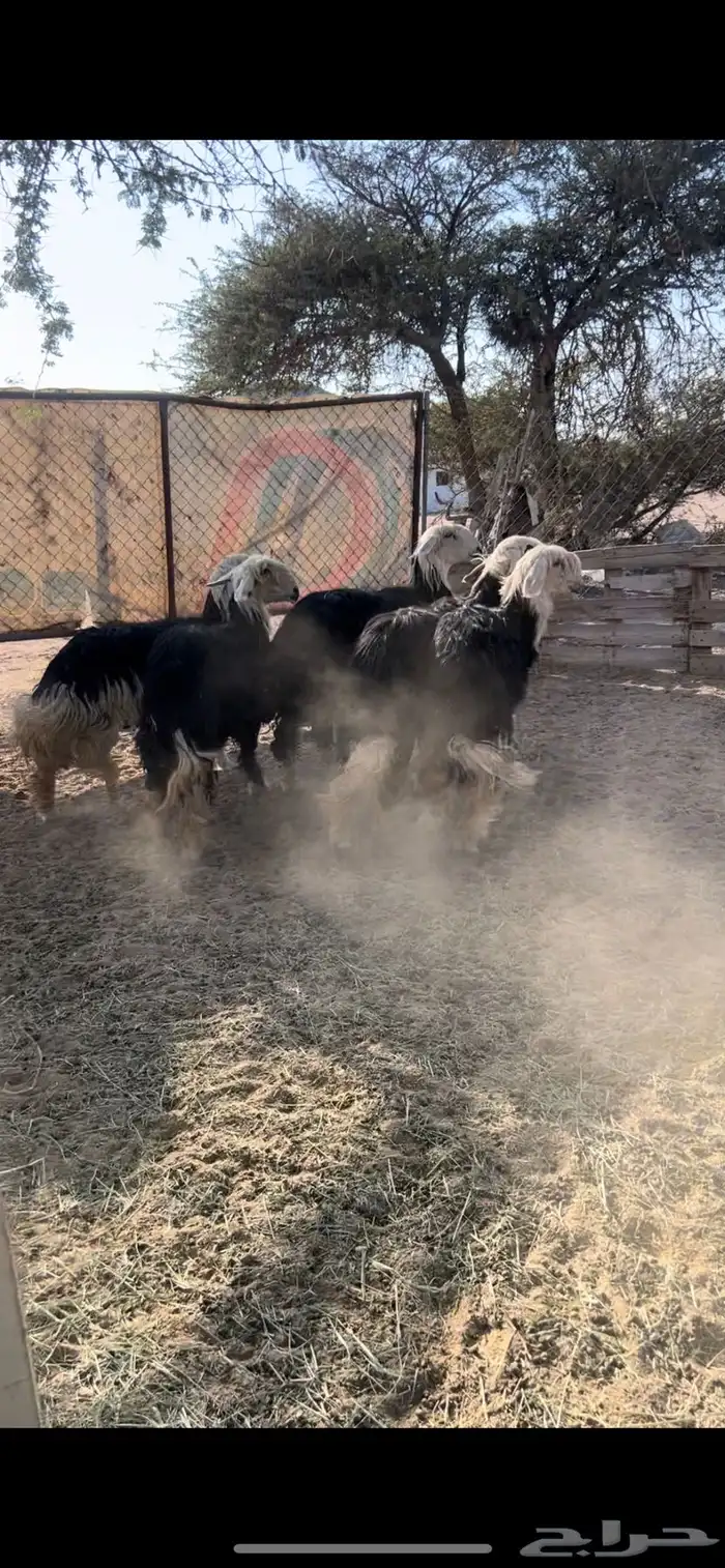 رخال نجد 2