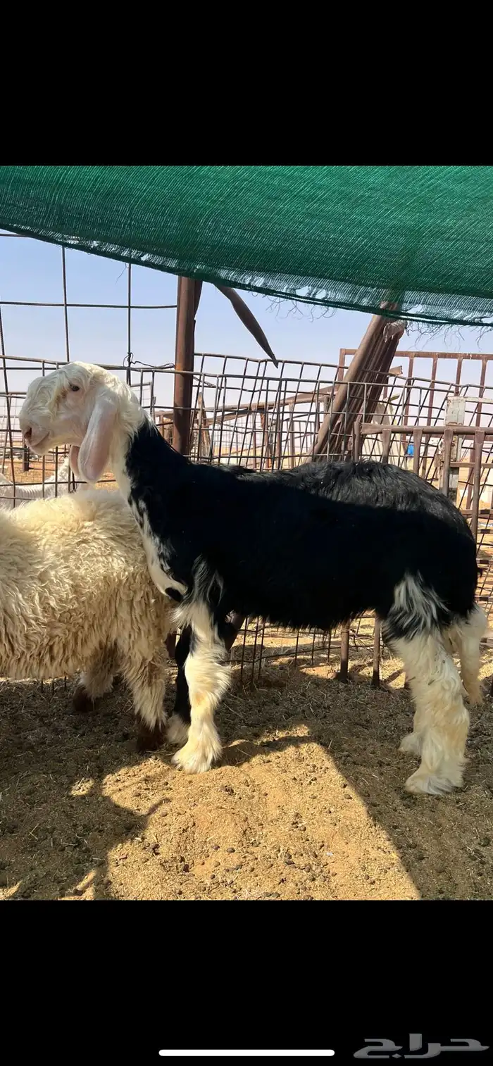 خروف نجدي حجل مشروع فحل 1