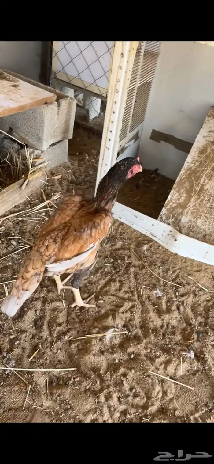 دجاج باكستاني 7