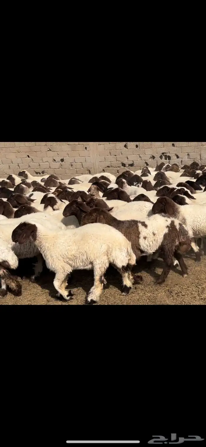 جذعات نعيم مقاني 6