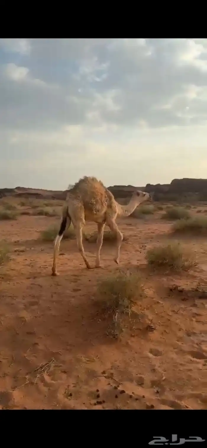 قعود طيب 1