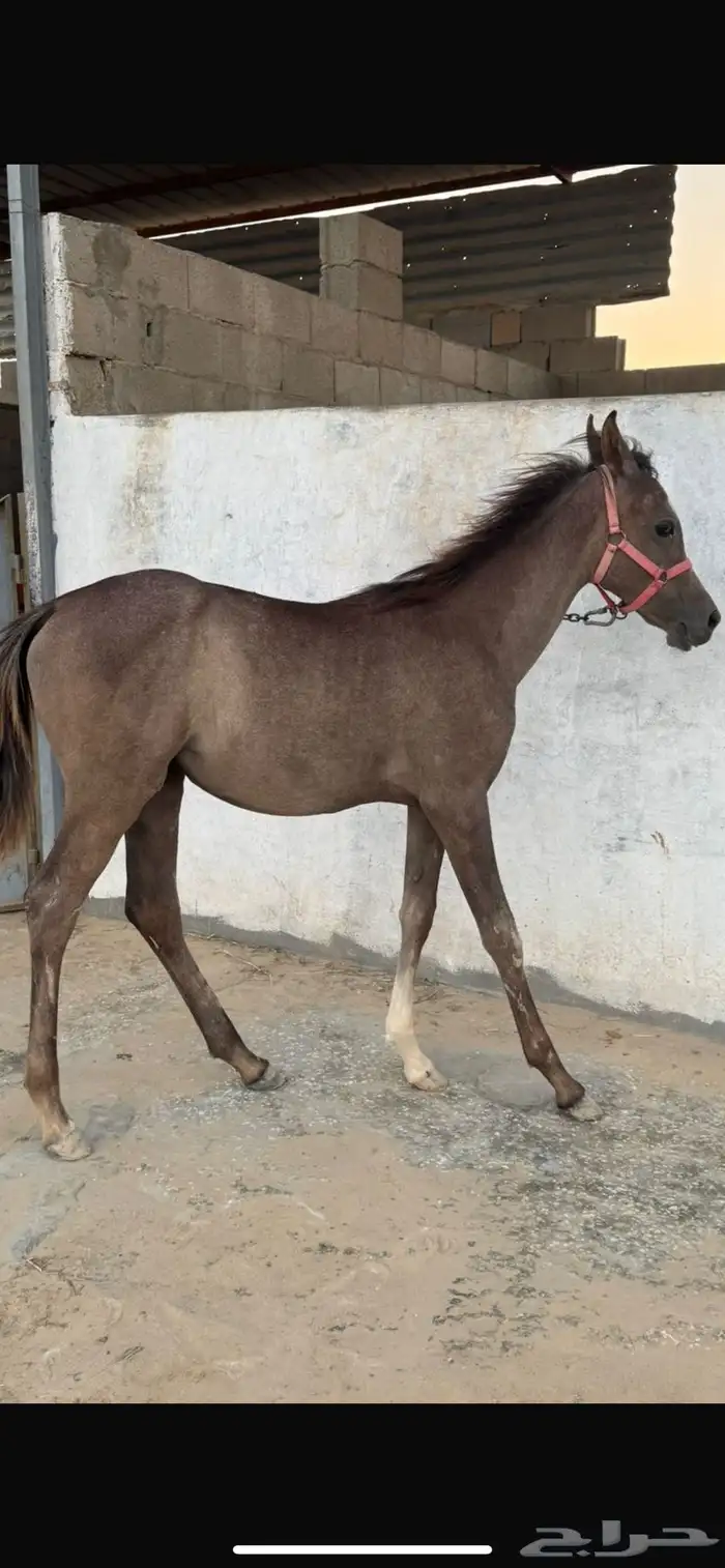 مهرة عربيه اصيل 0