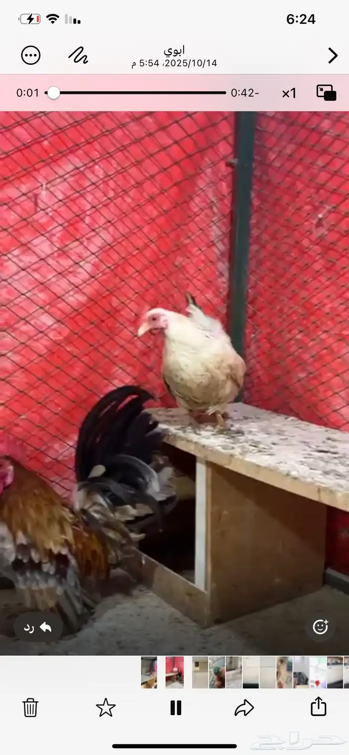 جوز جابنيز وذكر ساكسن للبيع 3