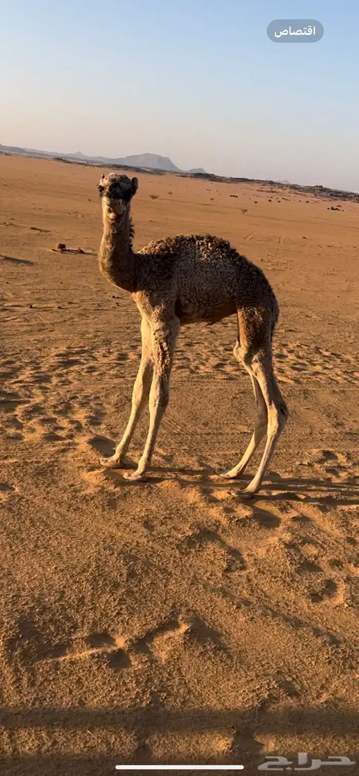 خلفه حمرا حليبها واجد 5