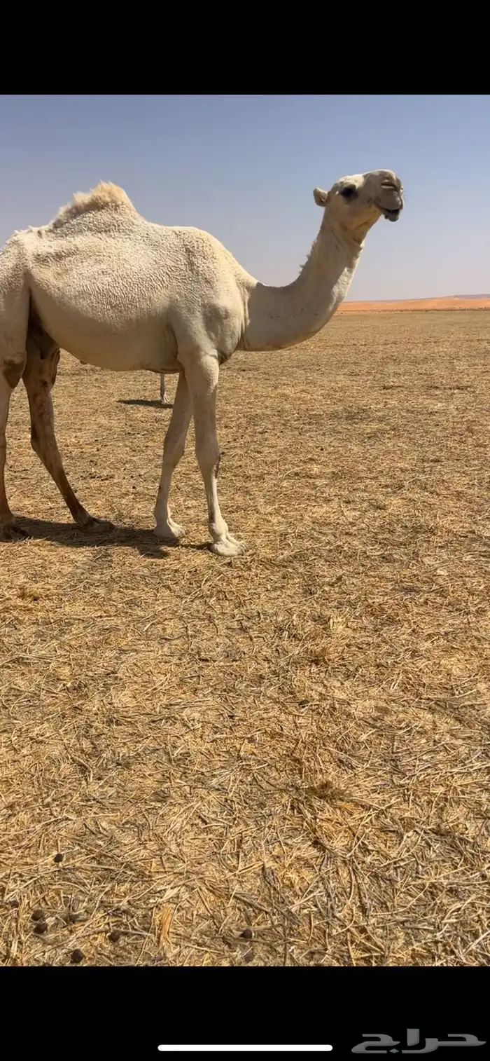قعود مفرود يدخل حق الشتاء ذا 0