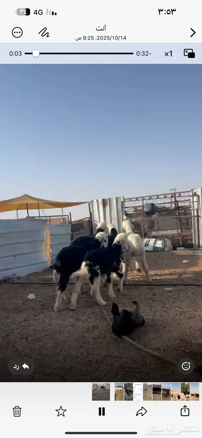 بهم نجد تريبه 0