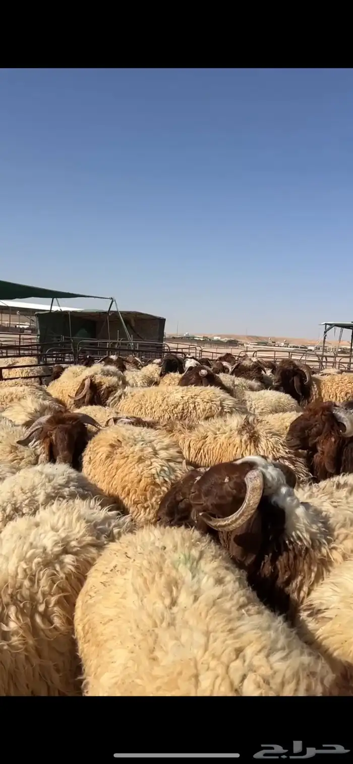 خرفان 5