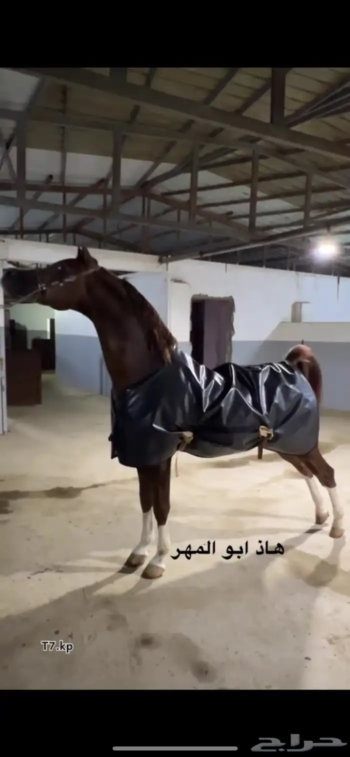 مهر شعبي شيخ 5