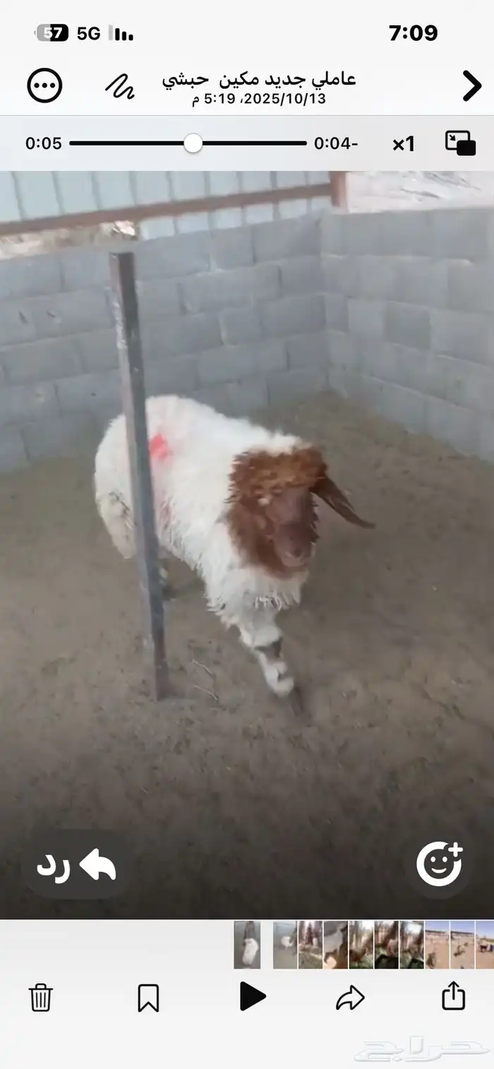 للبيع جذعات نعيم طيبات ثمان إلى تسع شهور 2