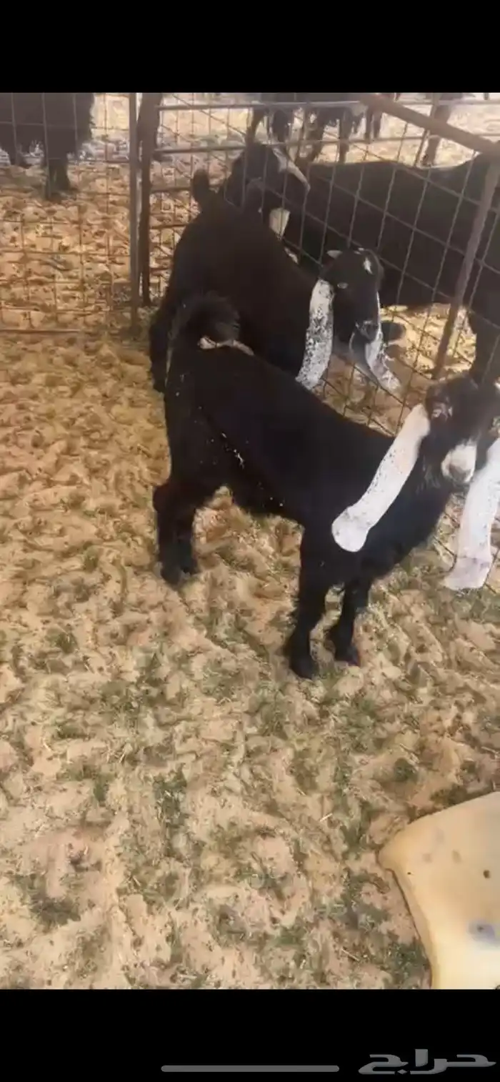 ماعز عوارض 3