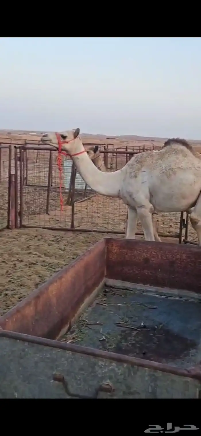 حشو واحد مكنسل واحد تحت انه 3