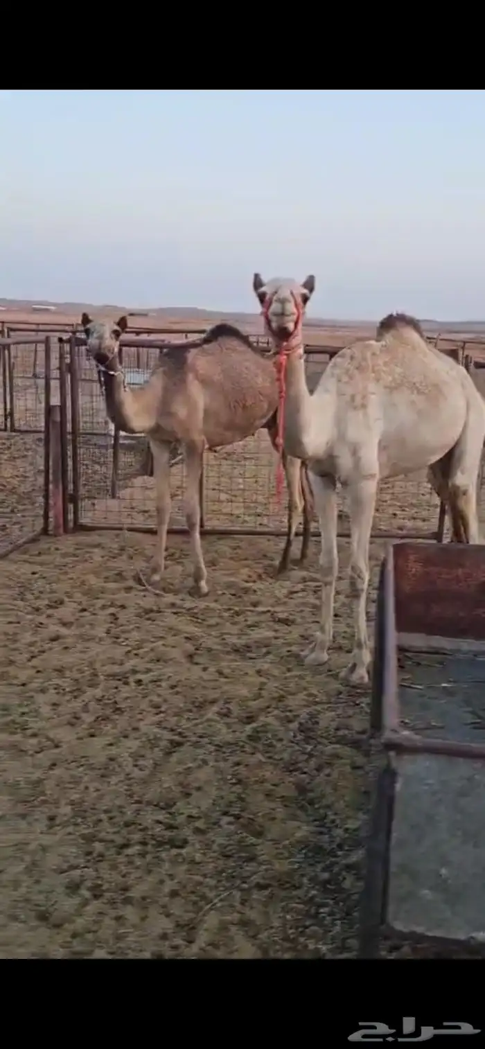 حشو واحد مكنسل واحد تحت انه 2