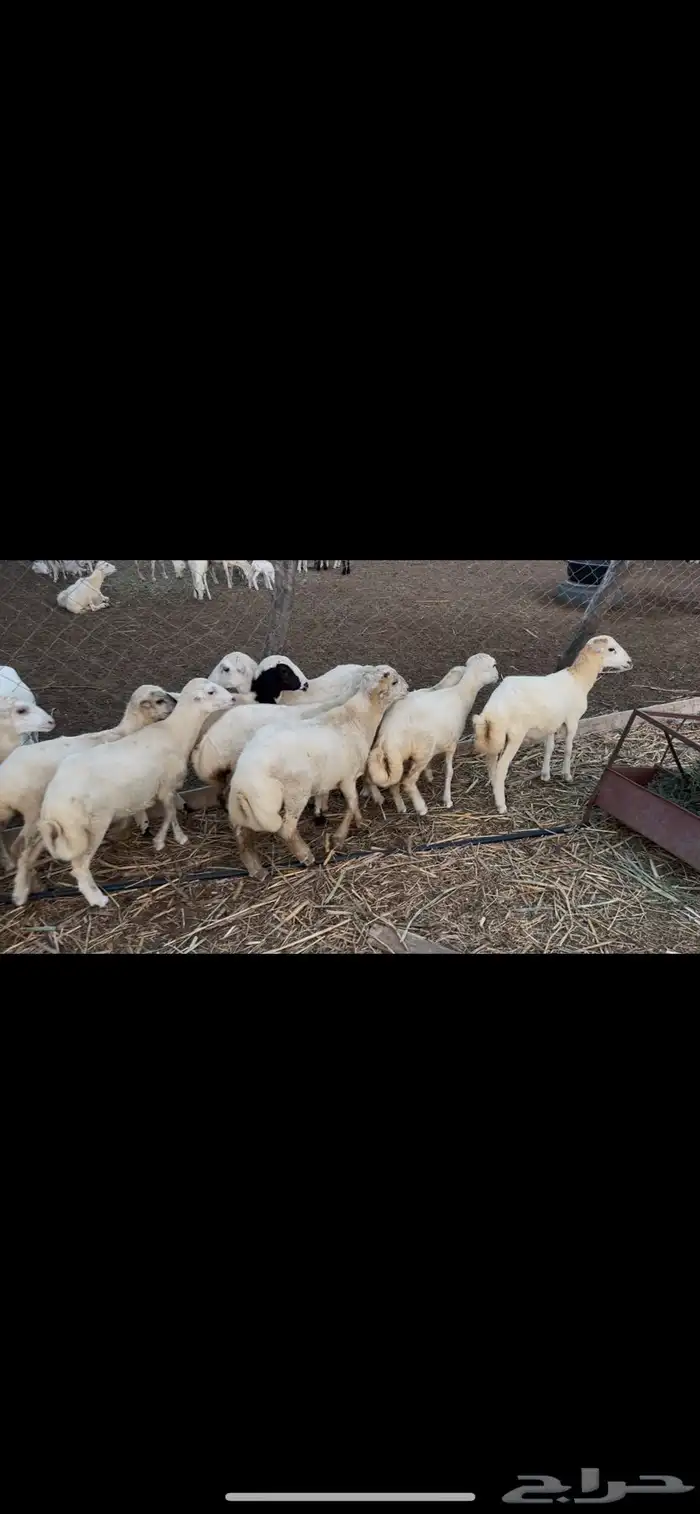 رخيل وفران 0