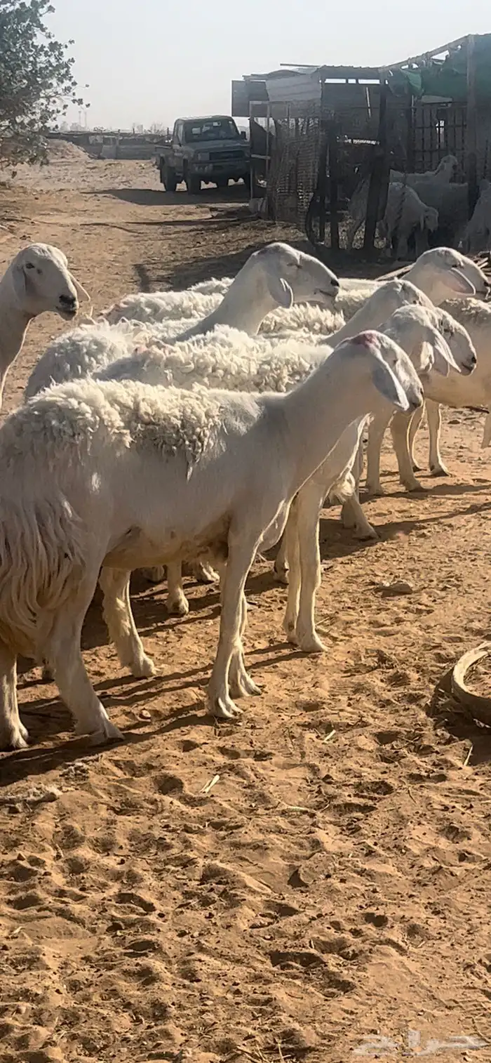 غنم حريات صنف الصنف 0