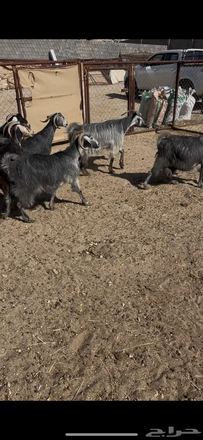 معزى ديره عربيات7(مبيوعه) 3