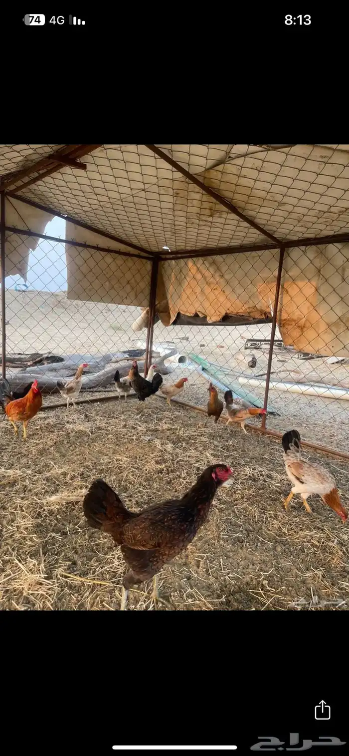 دجاج بلدي الوسقة 2
