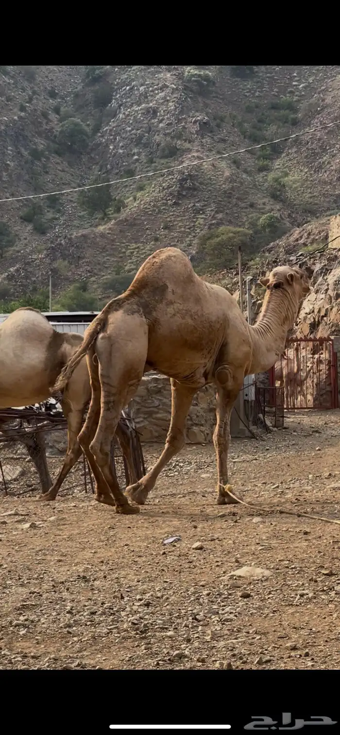 جمل فحل مشروط 1