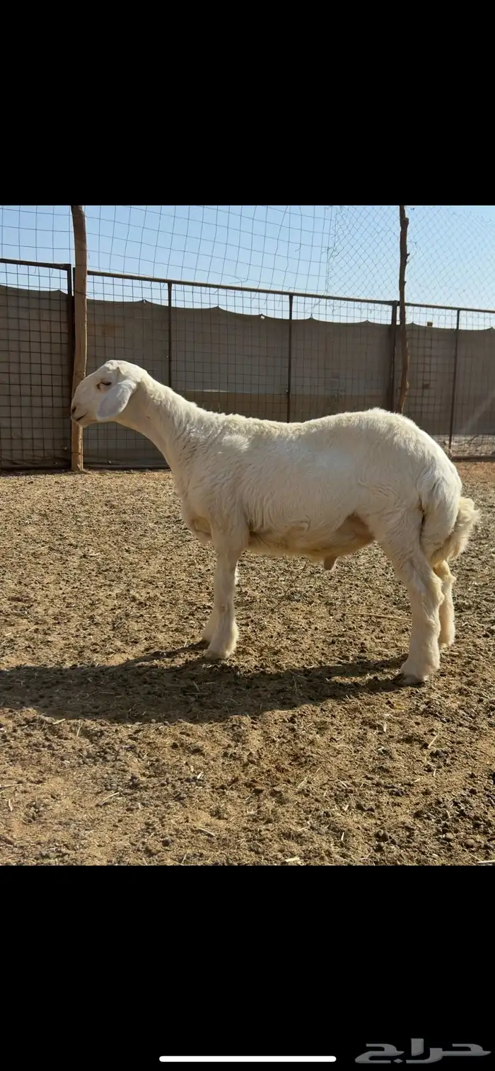 مشروع فحل صنف 1