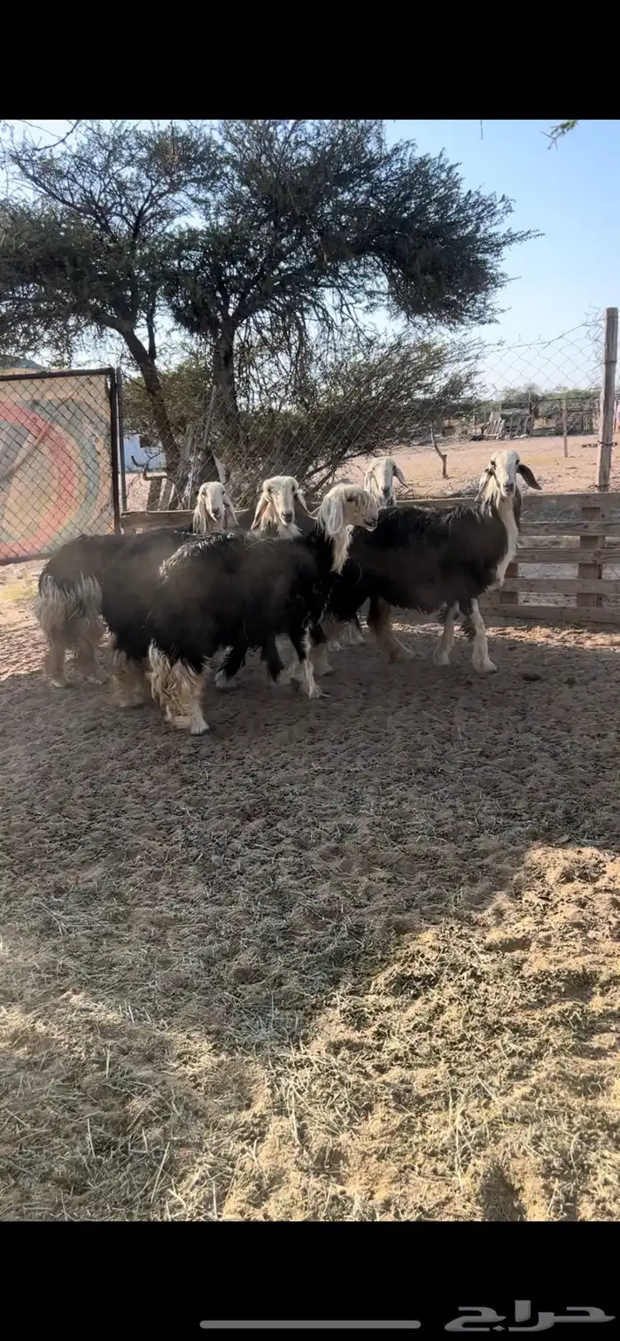 رخال نجد 1